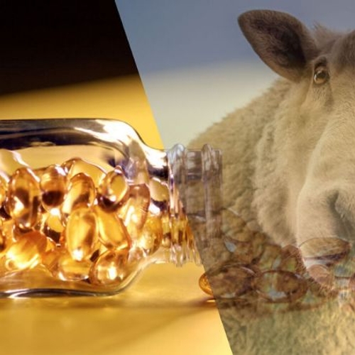 ویتامین E برند ROVIMIX (DSM) 